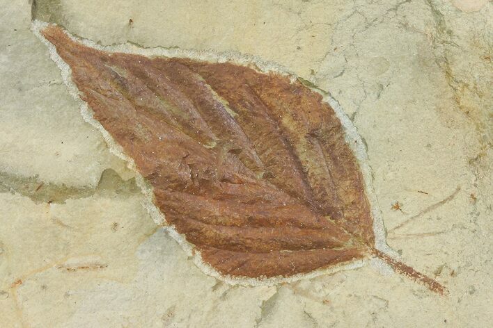 Detailed Fossil Hackberry Leaf - Montana #68325